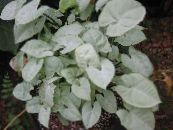 Интериорни растения Syngonium лиана снимка, характеристики златист