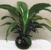 Спатифиллюм (Spatiphyllum) Травянистые зеленый, характеристика, фото