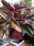 Домашние растения Строманте, Stromanthe sanguinea фото, характеристика пестрый