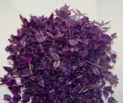 Tradescantia,   Kabo Augalų violetinė, charakteristikos, nuotrauka