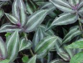 Домашні рослини Традесканція, Tradescantia фото, характеристика строкатий