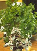 Kapalı bitkiler Tradescantia,  fotoğraf, özellikleri yeşil