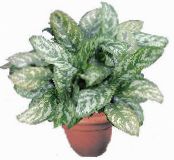 Kamerplanten Aglaonema, Zilver Evergreen foto, karakteristieken bont