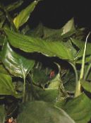 Kapalı bitkiler Aglaonema, Gümüş Yaprak Dökmeyen fotoğraf, özellikleri yeşil
