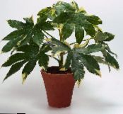 Japanese Aralia (Fatsia) Herbaceous Plant motley, characteristics, photo