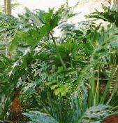 Sisäkasvit Philodendron kuva, ominaisuudet vihreä