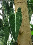 Philodendron Liana (Philodendron  liana)  mörk-grön, egenskaper, foto