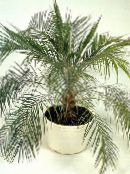 Dato Palm (Phoenix) Treet grønn, kjennetegn, bilde