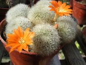 Kronis Kaktuss (Rebutia)  oranžs, raksturlielumi, foto