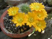 Kruunu Kaktus (Rebutia) Aavikkokaktus keltainen, ominaisuudet, kuva