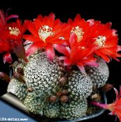 შიდა მცენარეები გვირგვინი Cactus უდაბნოში კაქტუსი, Rebutia ფოტო, მახასიათებლები წითელი
