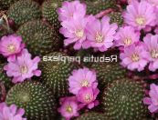 Kamerplanten Kroon Cactus, Rebutia foto, karakteristieken lila