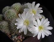 Krone Kaktus (Rebutia)  hvit, kjennetegn, bilde