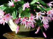 Easter Cactus (Rhipsalidopsis) Il Cacatus Forestale rosa, caratteristiche, foto