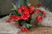 Vidinis augalai Velykų Kaktusas, Rhipsalidopsis nuotrauka, charakteristikos raudonas
