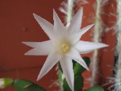 Lieldienu Kaktuss (Rhipsalidopsis)  balts, raksturlielumi, foto