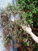 Sisäkasvit Rhipsalis metsäkaktus kuva, ominaisuudet valkoinen