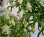 Хатнія расліны Рипсалис лясной кактус, Rhipsalis фота, характарыстыка белы