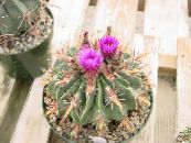 Innendørs planter Ferocactus ørken kaktus bilde, kjennetegn rosa