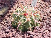 Интериорни растения Ferocactus пустинен кактус снимка, характеристики червен