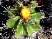 Krukväxter Ferocactus ödslig kaktus foto, egenskaper gul