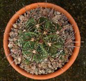 Үй Өсімдіктер Ferocactus кактус шөл фото, сипаттамалары сары
