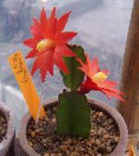 Innendørs planter Drankere Drømme tre kaktus, Hatiora bilde, kjennetegn rød