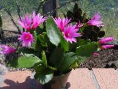 Innendørs planter Drankere Drømme tre kaktus, Hatiora bilde, kjennetegn rosa