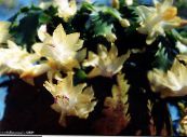 Интериорни растения Коледен Кактус лесен кактус, Schlumbergera снимка, характеристики жълт
