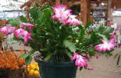 Crăciun Cactus (Schlumbergera)  roz, caracteristici, fotografie