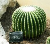 Pokojowe Rośliny Echinocactus pustynny kaktus zdjęcie, charakterystyka biały