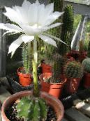 Pokojové rostliny Bodlák Zeměkoule, Pochodeň Kaktus, Echinopsis fotografie, charakteristiky bílá