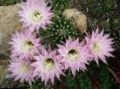 Cruinne Thistle, Cactus Tóirse (Echinopsis)  bándearg, saintréithe, grianghraf