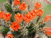 Innendørs planter Pinnsvinet Kaktus, Blonder Kaktus, Regnbue Kaktus, Echinocereus bilde, kjennetegn orange