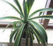 Plantas de interior American Century Plant, Pita, Spiked Aloe suculento, Agave foto, características branco