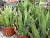 Plantas de salón Agave Americana, Pita, Aloe Pinchos suculentas foto, características blanco