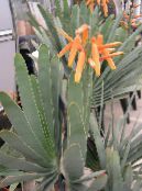 Pokojové rostliny Aloe sukulenty fotografie, charakteristiky červená