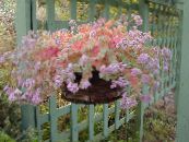 室内植物 景天 肉质, Sedum 照片, 特点 粉红色