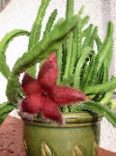 Planta Carrion, Floare Stea, Stea De Mare Cactus (Stapelia) Suculent roșu, caracteristici, fotografie