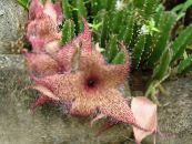 Carrion Plant, Starfish Flower, Starfish Cactus (Stapelia) Suculento rosa, características, foto
