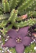 Plantas de interior Carrion Plant, Starfish Flower, Starfish Cactus suculento, Stapelia foto, características roxo