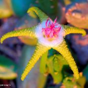 Dvėsena Augalas, Starfish Gėlė, Jūrų Kaktusas sultingas, Stapelia nuotrauka, charakteristikos geltonas