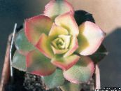 Plantas de interior Velvet Rose, Saucer Plant, Aeonium suculento foto, características branco