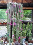 Үй Өсімдіктер Aporokaktus кактус орман, Aporocactus фото, сипаттамалары қызғылт