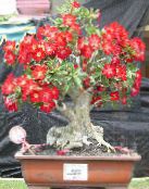 Púštne Ruže (Adenium) Sukulenty červená, vlastnosti, fotografie