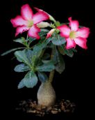 Telpaugi Desert Rose sulīgs, Adenium foto, raksturlielumi sārts