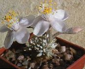 Интериорни растения Anacampseros сукуленти снимка, характеристики бял