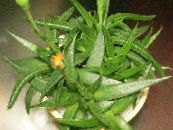 屋内植物 Bergeranthus Schwant ジューシーな フォト, 特性 黄