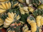 Kapalı bitkiler Hollandalı Kanat, Avukatlar Dil etli, Gasteria fotoğraf, özellikleri pembe