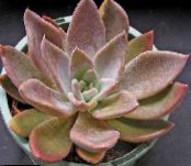  Plantă Fantoma, Planta Mama-De-Perla suculent, Graptopetalum fotografie, caracteristici roz